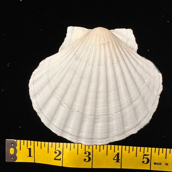 Hand crafted decopauged scallop shell dish with custom Block Island print. - Picture 4 of 5